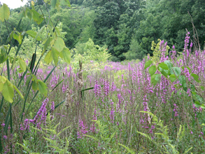Loosestrife at Fish and Wildlife