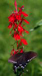 Butterfly on cardinal flower