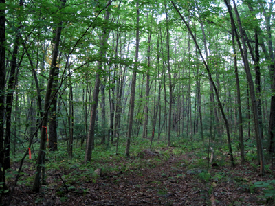 Forest in Westboro Wildlife Management Area