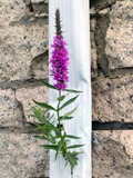 Loosestrife in downspout