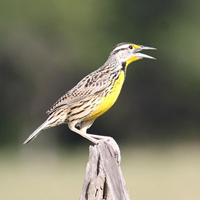 Eastern Meadowlark