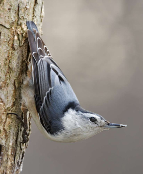 White-Breasted Nuthatch, by Paul J. Weisbach