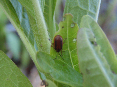 Galerucella beetle 												on loosestrife