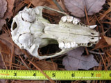 Raccoon skull