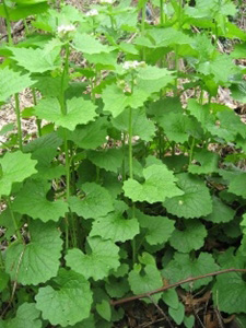 Garlic mustard plants, 2nd year