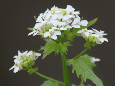 Garlic mustard flowers