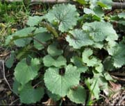 Garlic mustard rosettes