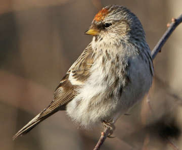 Common redpoll