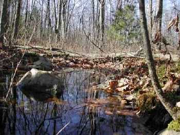 Wile Forest Autumn 2003