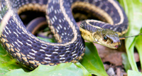 Garter Snake, by Frank Vitale