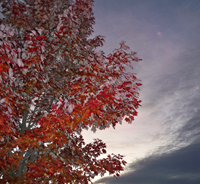 Fall Sky, by James McAlice