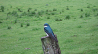 Tree Swallow on Pasture Post, by Lisa Carlson