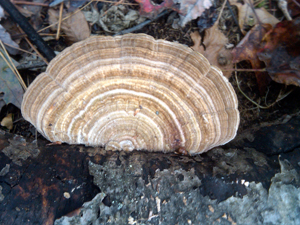 Fungus on Long Drive