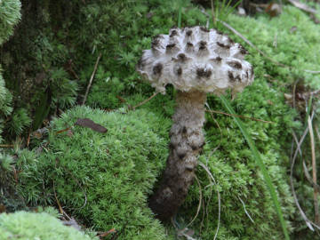 old man of the woods mushroom