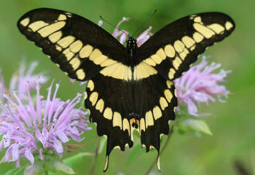 giant swallowtail butterfly