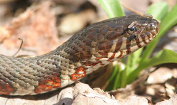 northern water snake with mosquitoes
