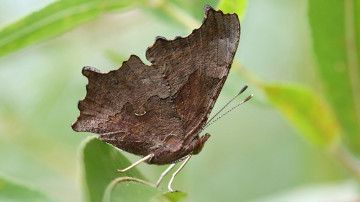eastern comma butterfly