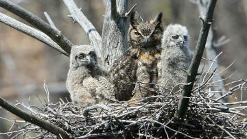 great horned owl with chicks
