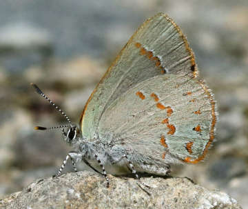 Early hairstreak butterfly