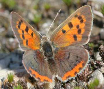 American copper butterfly