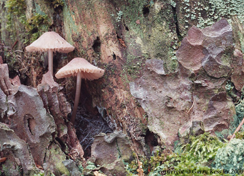 Mushrooms on Pine Stump
