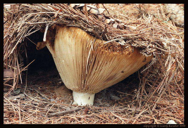 Mushroom in Pine Straw