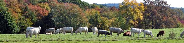 Tuft's farm field