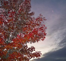 sky and tree