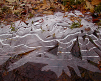 Crystalline Leaves, by Barry Hall