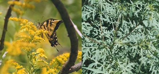 goldenrod, ragweed