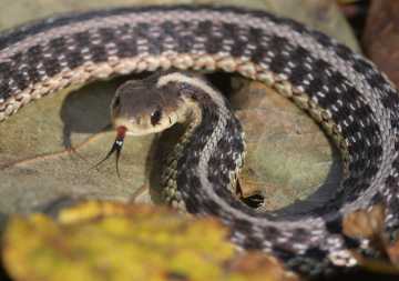 garter snake