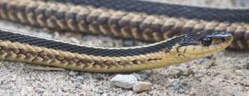 ribbon snake