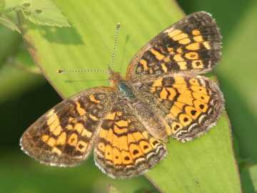 pearl crescent butterfly