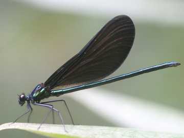 ebony jewelwing damselfly