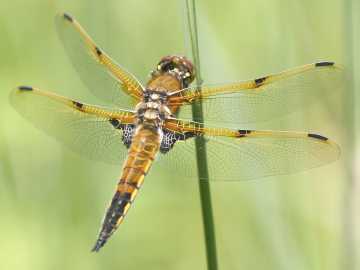 four-spotted skimmer dragonfly