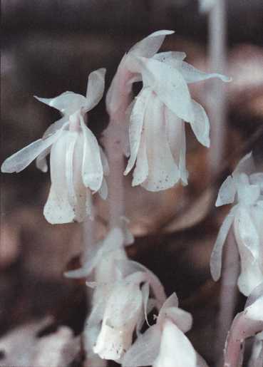 Indian-pipes