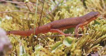 juvenile red-spotted newt