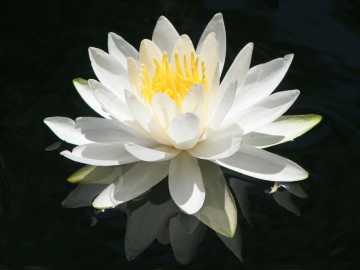 fragrant water-lily