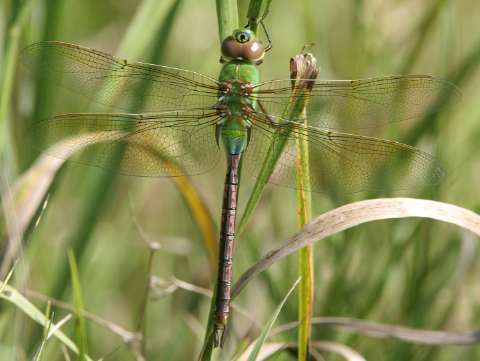 Green darner dragonfly