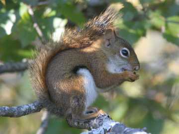 red squirrel