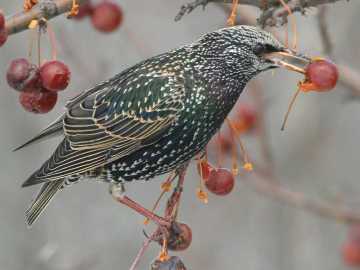 starling