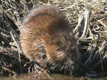 muskrat