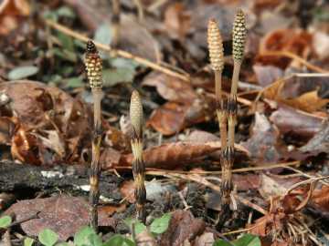 field horsetail