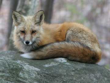 red fox