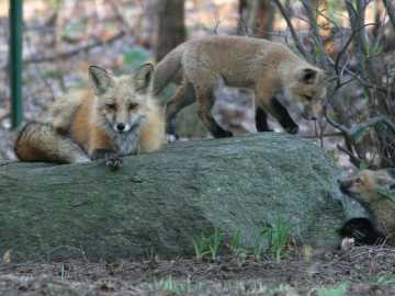 young foxes