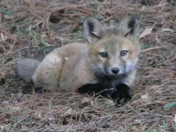 young fox