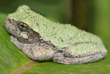 gray treefrog