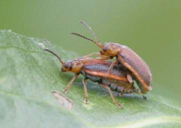 Galerucella beetle