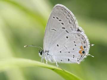 eastern tailed blue butterfly