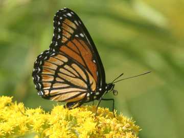 viceroy butterfly